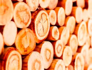Химики предложили эффективный способ переработки древесины