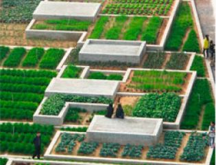 Value Farm - городской сельскохозяйственный проект в Шэньчжэне