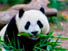 Панды помогут усовершенствовать производство биотоплива
