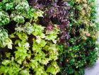 Cara de Planta поможет создать домашний вертикальный сад