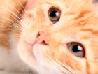 Планета отметила Всемирный день домашних животных