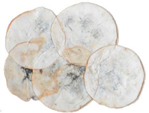 Создана революционная экоткань, которая легко утилизируется 