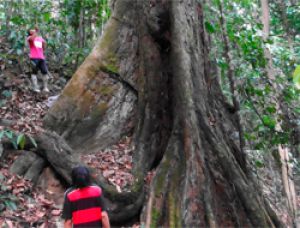 Самое высокое в мире тропическое дерево найдено в Малайзии