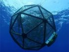Революционная система ловли рыбы не оказывает отрицательного влияния на морскую экосистему