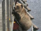 Веб-камера на солнечных батареях установлена в Южно-Камчатском заказнике