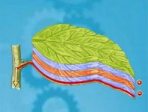 Уникальные генераторы энергии разработаны Solar Botanic (видео)