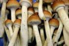 Грибы заменяют полистирол 