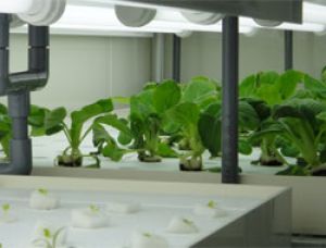 Миниатюрная ферма для снабжения горожан свежими продуктами