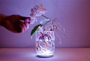 Живая лампа Aura, объединяющая природу и технологии