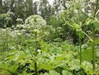 Латвийские ученые будут из ядовитого сорняка получать биотопливо