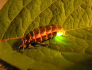 Японские светлячки помогли создать сверхмощные светодиоды