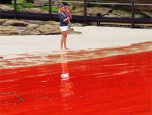 Вода на пляжах Австралии окрасилась в кроваво-красный цвет
