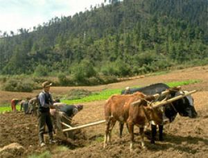 Гималайская страна планирует на 100% отказаться от химических удобрений