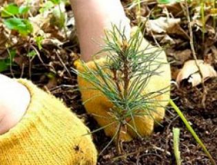 В Пензенской области объявлен конкурс экопроектов школьников