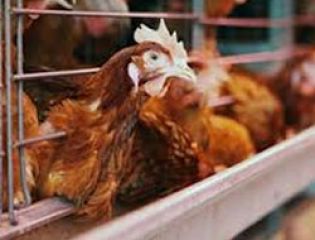 Биогазовая установка разработана для птицефабрики в Артеме
