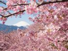 Незабываемое цветение сакуры в парках Японии