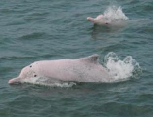 Тайвань создал морской заповедник для защиты популяции горбатых дельфинов