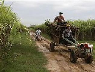 В Бразилии увеличивается производство сельскохозяйственных культур для биотоплива