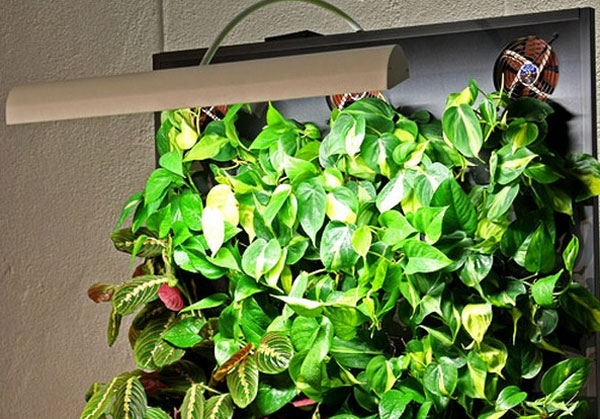   FreshWall -       